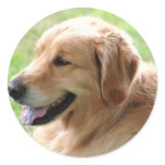 Golden Retriever Pup Stickers