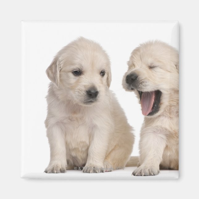 Golden Retriever puppies (4 weeks old) Magnet (Front)