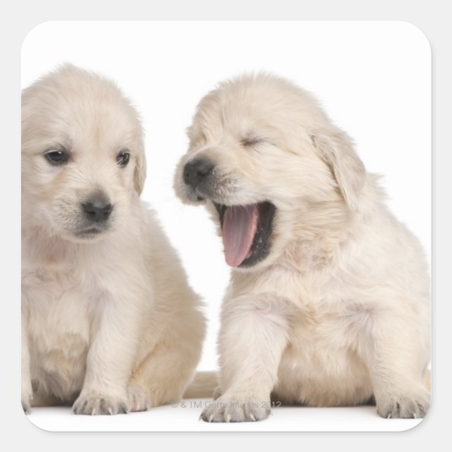 Golden Retriever puppies (4 weeks old) Square Sticker (Front)