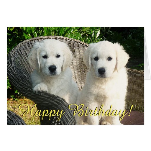 Golden retriever puppies birthday card | Zazzle