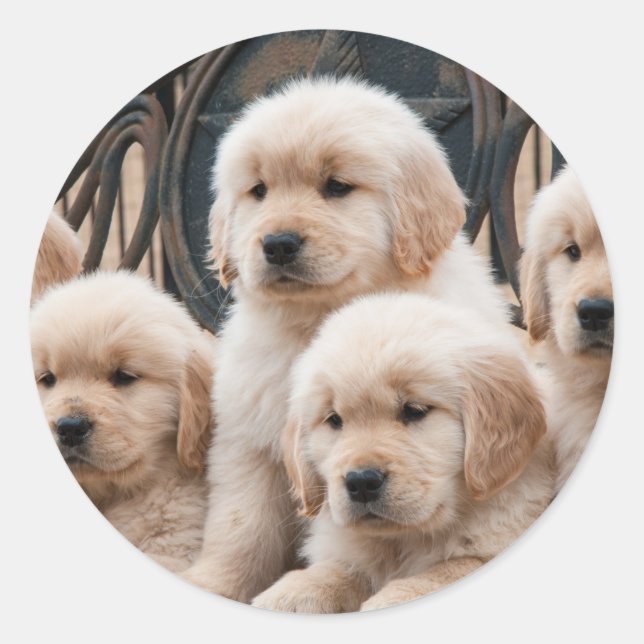 Golden Retriever Puppies Classic Round Sticker (Front)