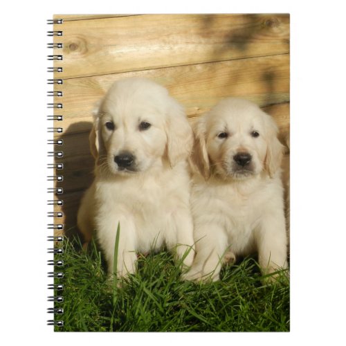 Golden Retriever Puppies Notebook