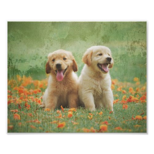 Golden Retriever Puppies Photo Print