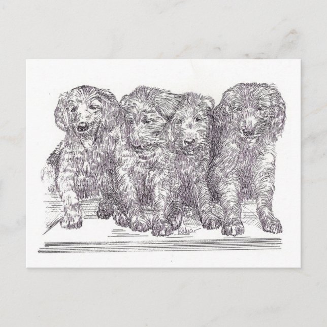Golden Retriever Puppies Postcard (Front)