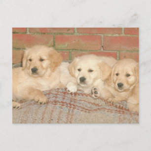 Golden Retriever Puppies Postcard