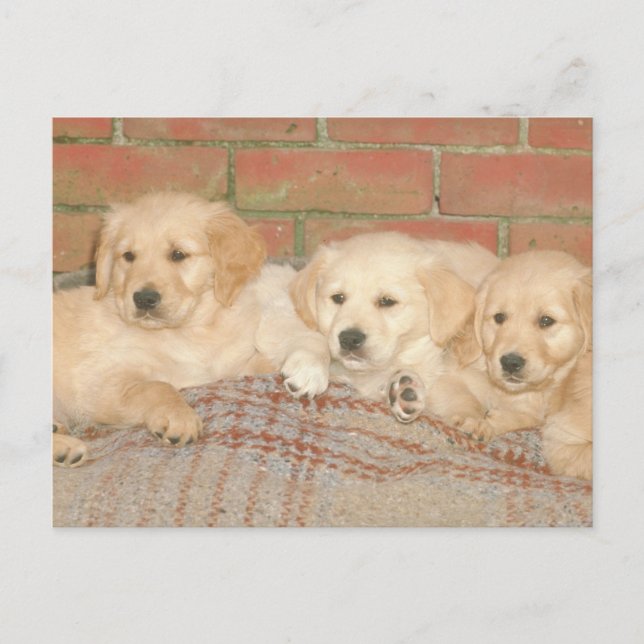 Golden Retriever Puppies Postcard (Front)