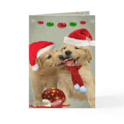 Golden Retriever Puppies Share Candy Cane Cards card