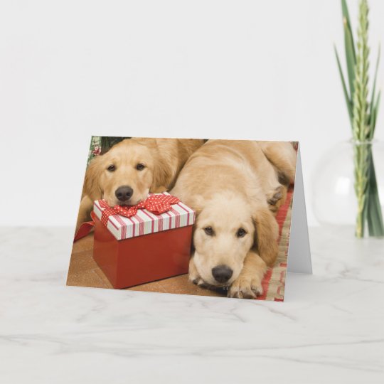 Golden Retriever Puppies With Christmas Gift Holiday Card Zazzle Com