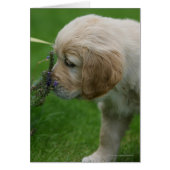 Golden Retriever Puppy (Front)