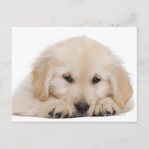 Golden retriever puppy (20 weeks old) postcard