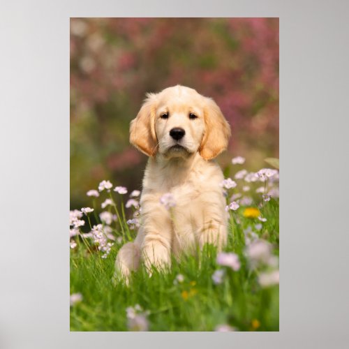 Golden Retriever puppy a cute Goldie Poster