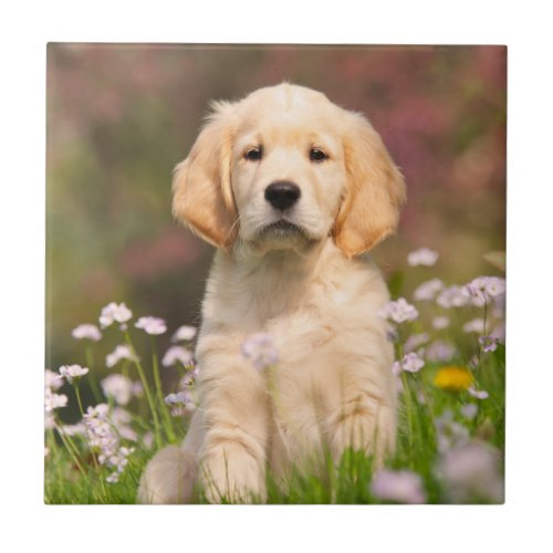 Golden Retriever puppy a cute Goldie Tile
