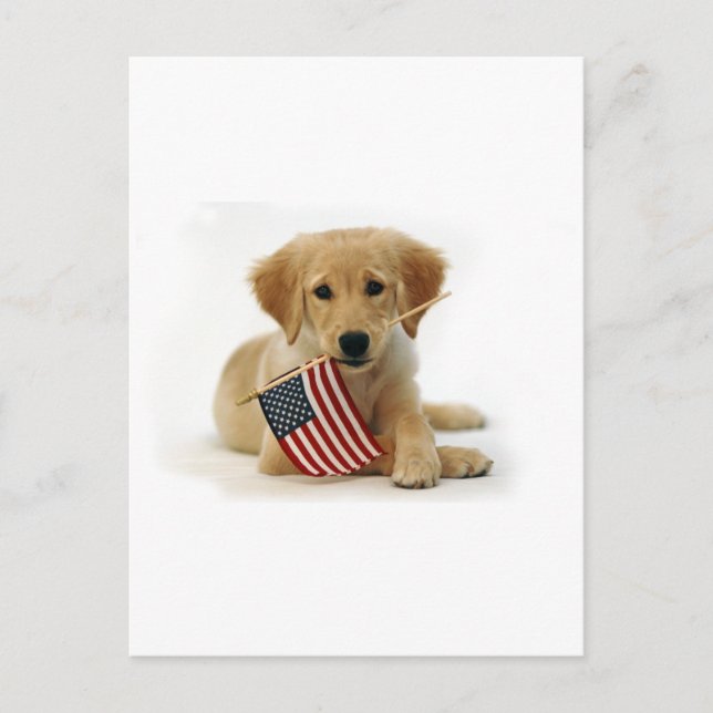 Golden Retriever Puppy and Flag Postcard (Front)