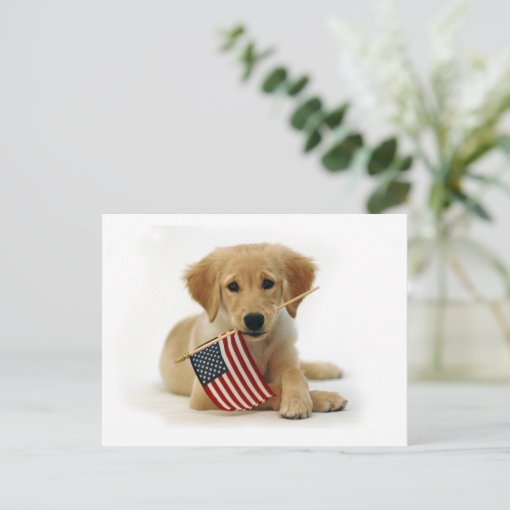 Golden Retriever Puppy and Flag Postcard | Zazzle