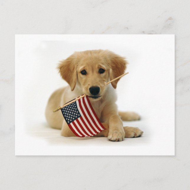 Golden Retriever Puppy and Flag Postcard (Front)