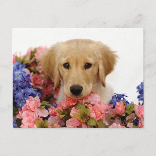 Golden Retriever Puppy and Flowers Postcard