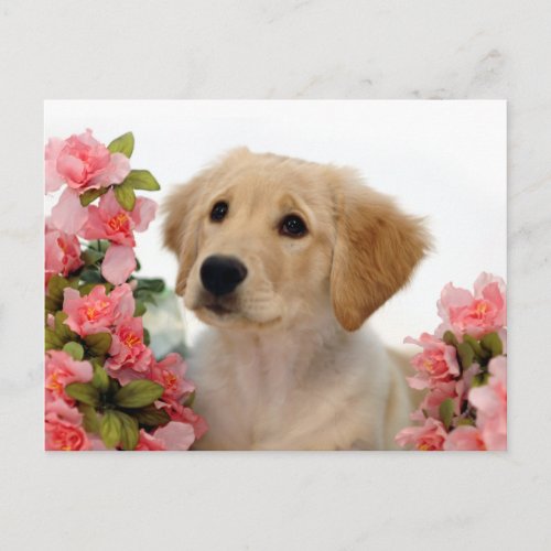 Golden Retriever Puppy and Pink Flowers Postcard