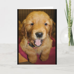Golden Retriever Puppy Any Occasion Card