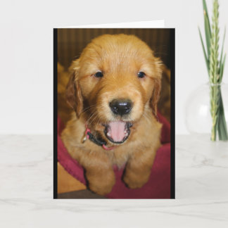 Golden Retriever Puppy Any Occasion Card