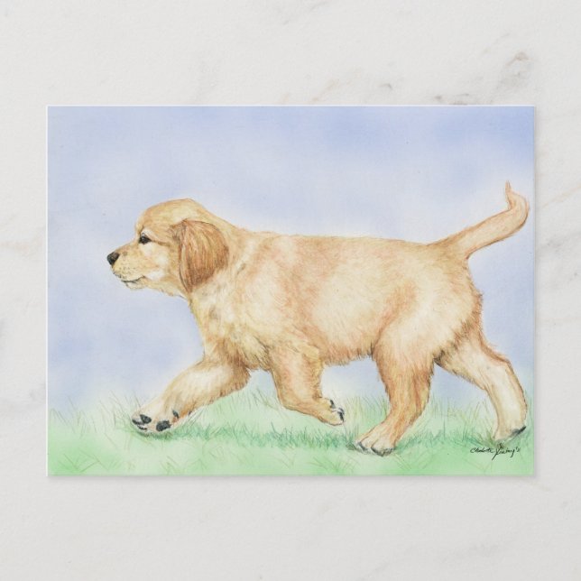 Golden Retriever Puppy Art Post Card (Front)