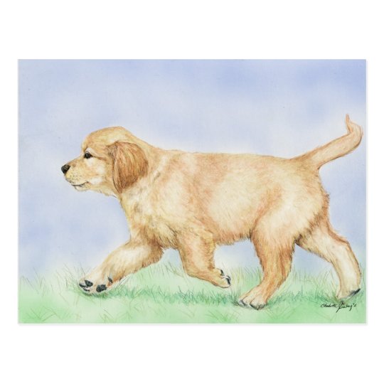 Golden Retriever Puppy Art Post Card | Zazzle.com