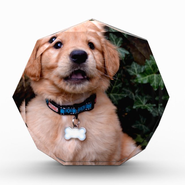 Golden Retriever Puppy Award (Front)