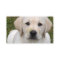 Golden Retriever Puppy Business Card