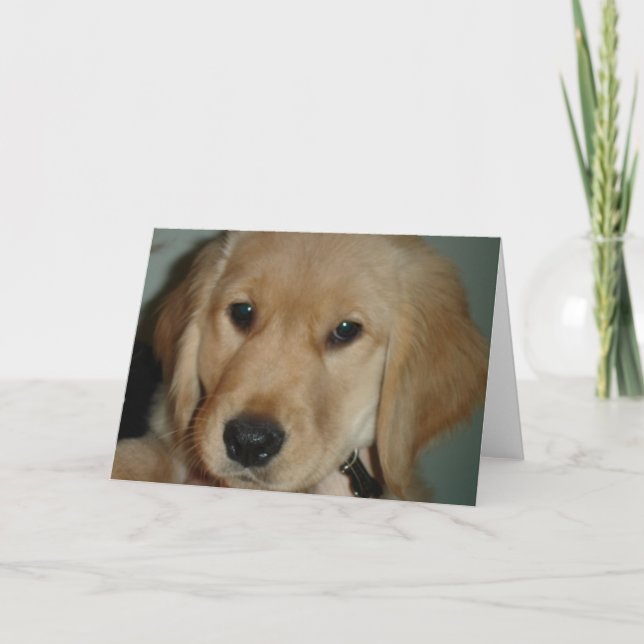 Golden Retriever Puppy Card (Front)