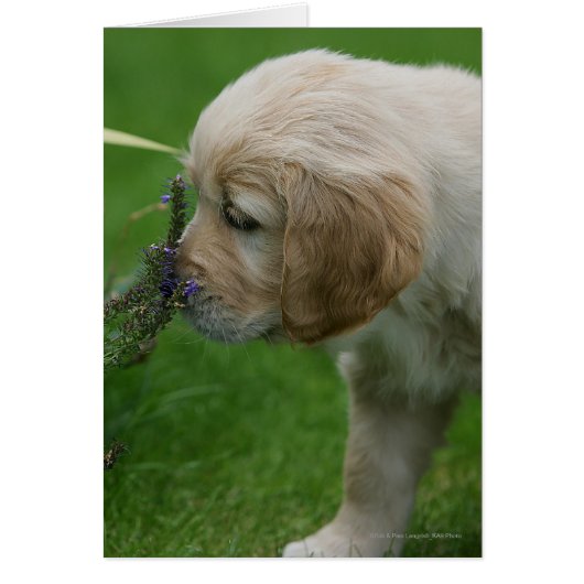 Golden Retriever Puppy Cards (Front)