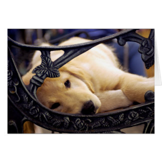 Golden Retriever Puppy Cards