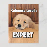 Golden Retriever Puppy Cuteness Level Postcard | Zazzle
