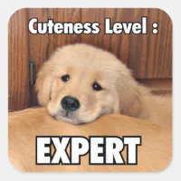 Golden Retriever Puppy Cuteness Level Square Sticker | Zazzle