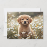 Golden Retriever Puppy Daisy Field