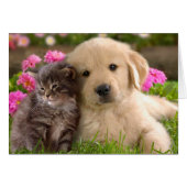 Golden Retriever Puppy Dog And Kitten Blank (Front Horizontal)