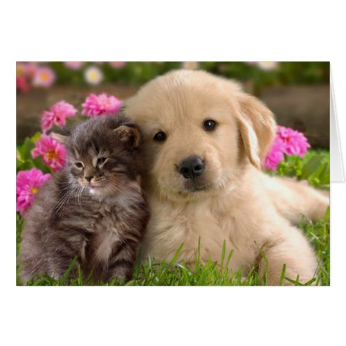 Golden Retriever Puppy Dog And Kitten Blank