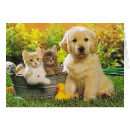 Golden Retriever Puppy Dog And Kittens Blank (Front Horizontal)
