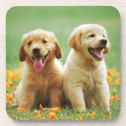 Golden Retriever puppy dog beautiful cute coaster