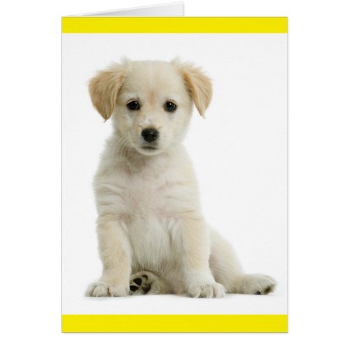 Golden Retriever Puppy Dog Blank