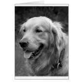 Golden Retriever Puppy Dog Blank (Front)
