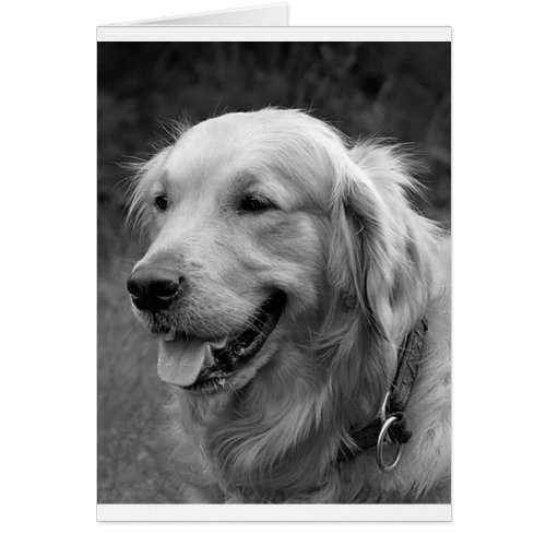 Golden Retriever Puppy Dog  Blank