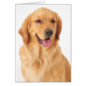 Golden Retriever Puppy Dog Blank (Front)