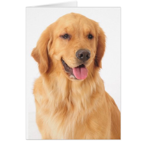 Golden Retriever Puppy Dog Blank