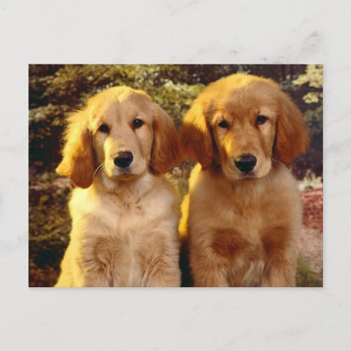 Golden Retriever Puppy Dog Blank Postcard