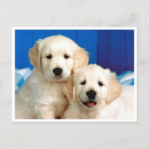 Golden Retriever Puppy Dog Blank Postcard