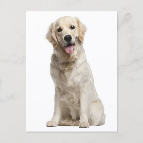 Golden Retriever Puppy Dog Blank Postcard