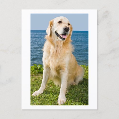 Golden Retriever Puppy Dog Blank Postcard