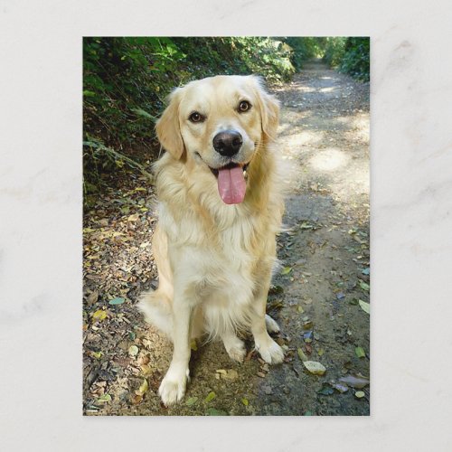 Golden Retriever Puppy Dog Blank Postcard