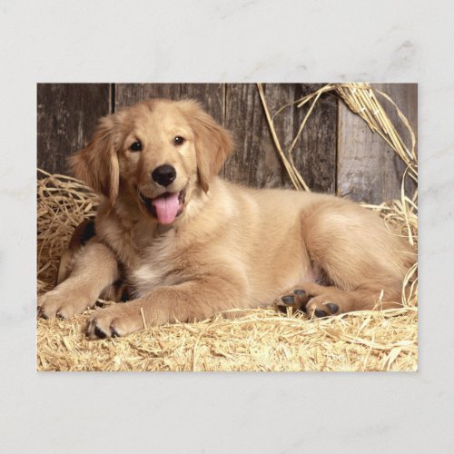 Golden Retriever Puppy Dog Blank Postcard