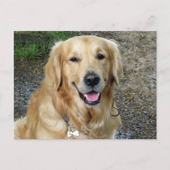 Golden Retriever Puppy Dog Blank Postcard (Front)
