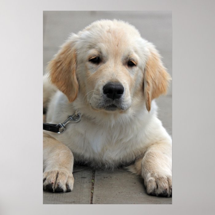 Golden Retriever puppy dog cute beautiful print